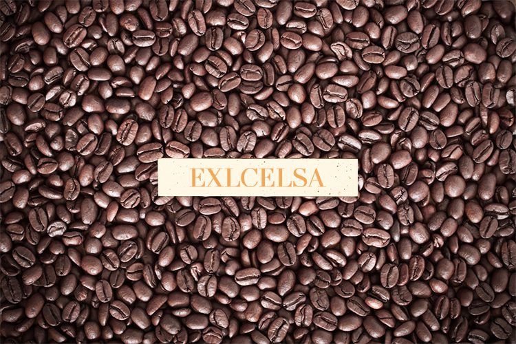 cà phê xay rang Exlcelsa